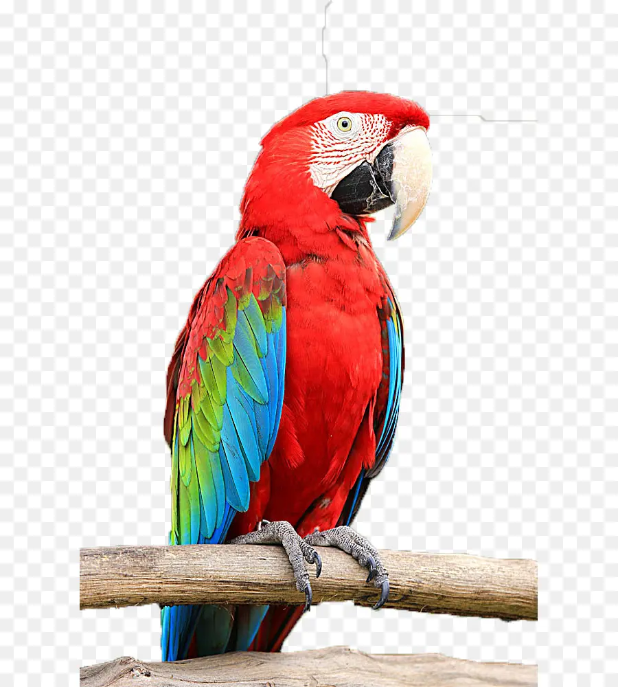 волнистый попугайчик，попугаи PNG