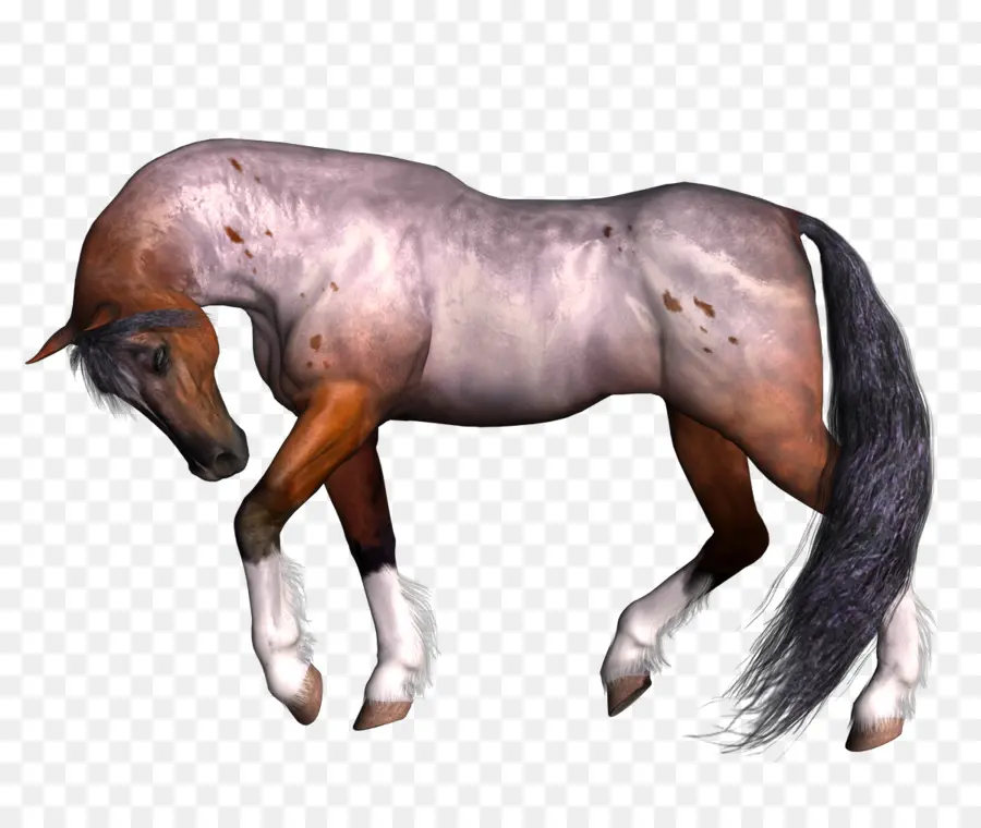 лошадь，жеребец PNG