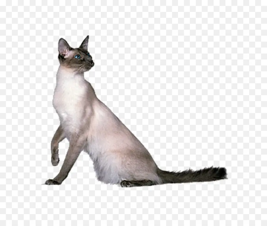 тайская кошка，балинезийская кошка PNG