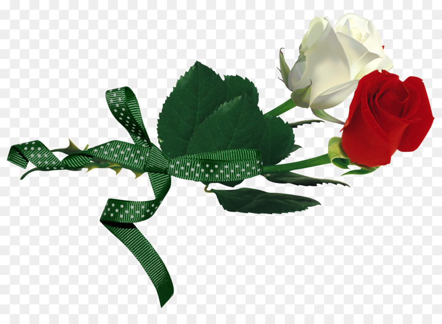 роза сайте галлика，роза Альба Xd7 PNG