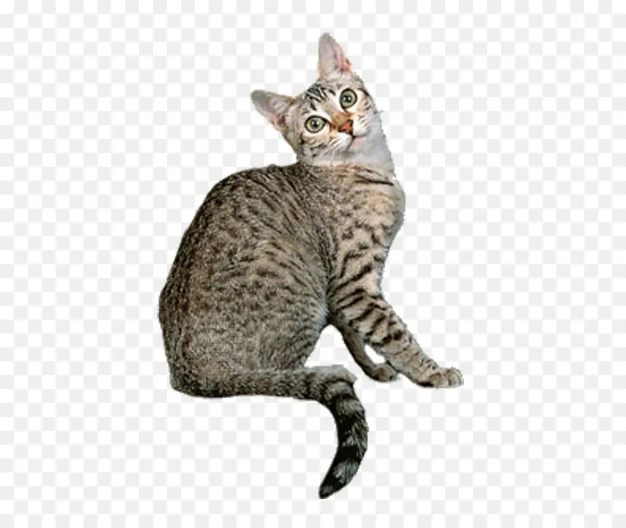 египетская МАУ，тонкинские кошки PNG