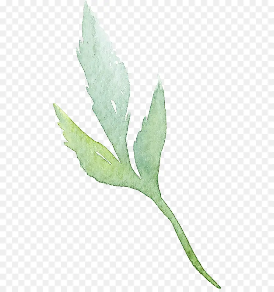 лист，акварельные цветы PNG