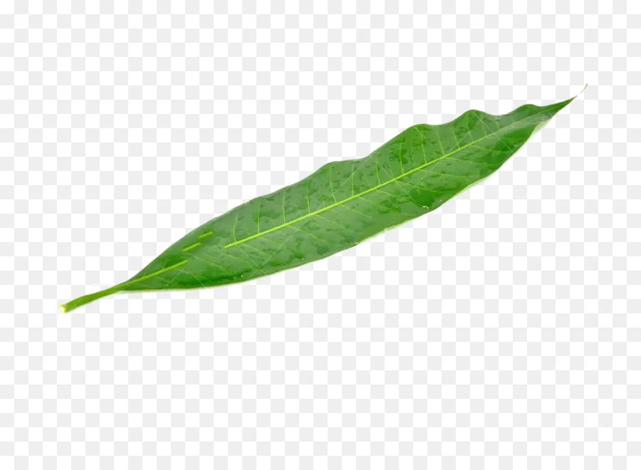 лист，манго PNG
