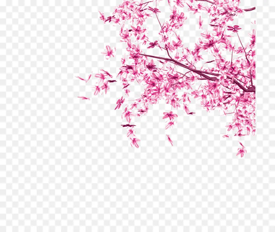 вишни，розовый PNG