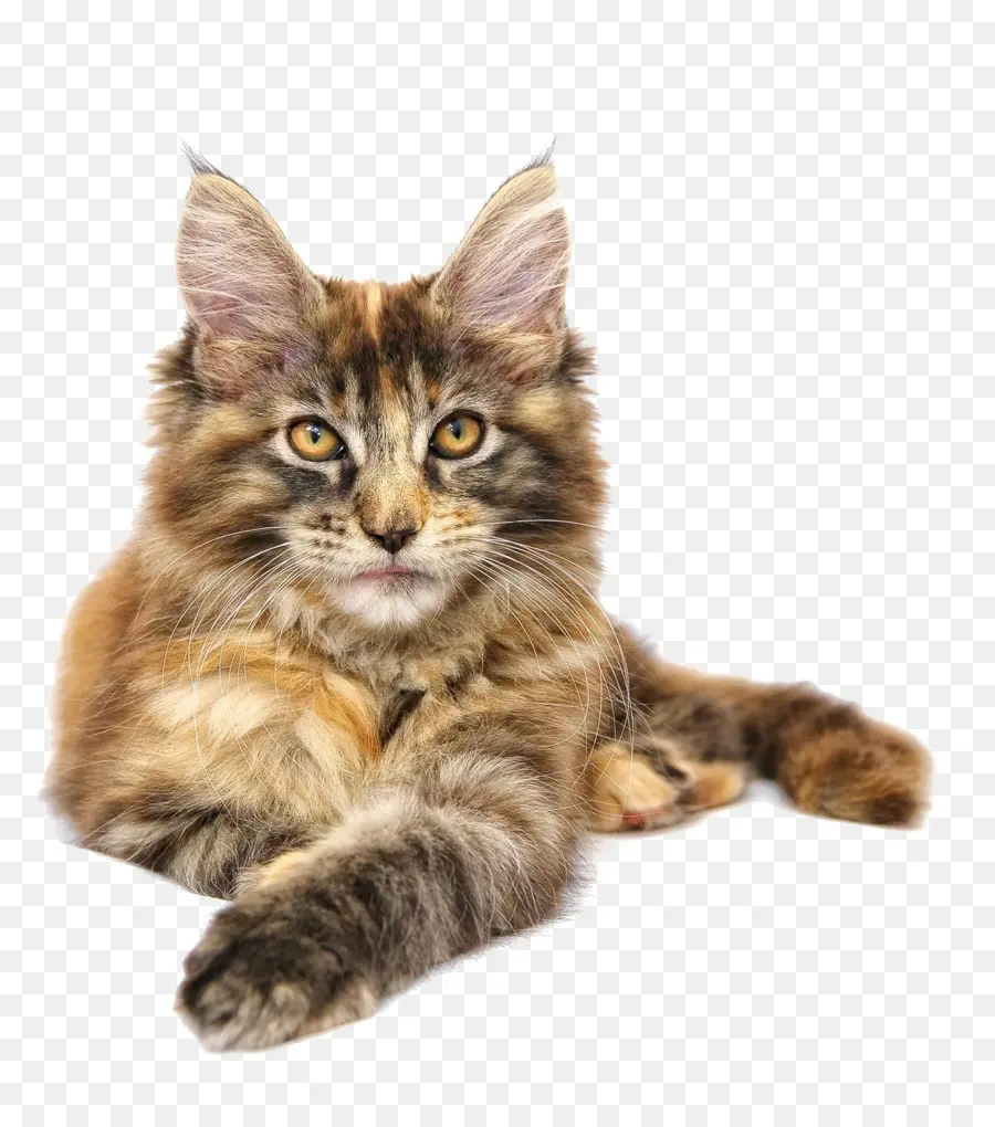 мейн кун，норвежская Лесная кошка PNG