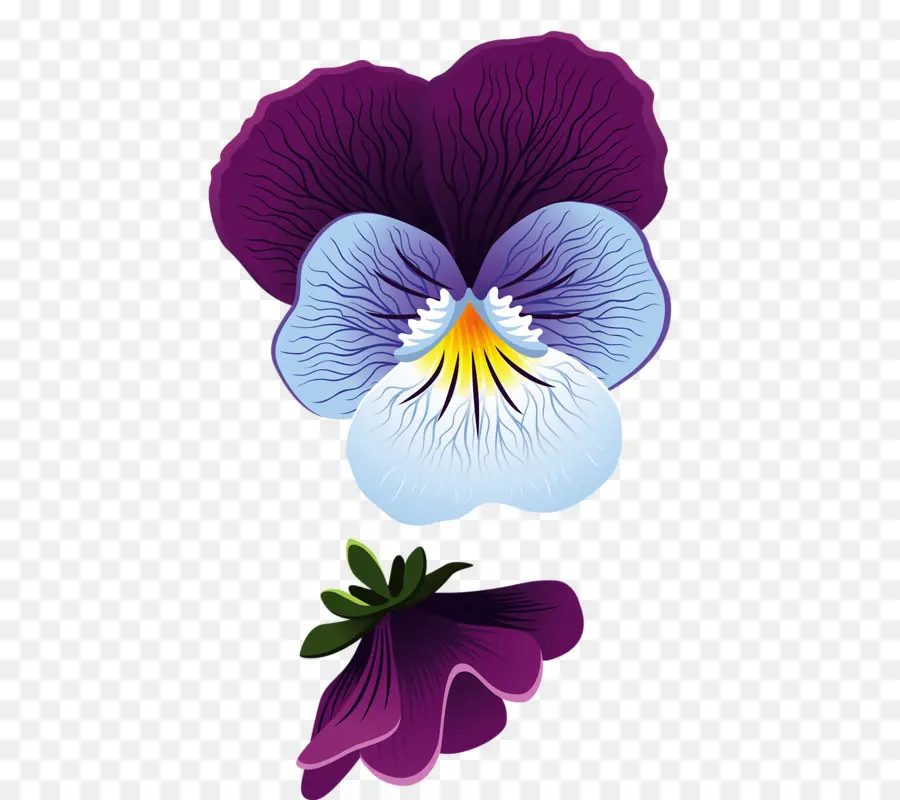 цветок，анютины глазки PNG