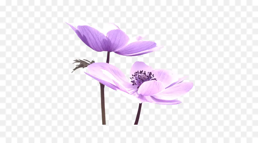 фиолетовый，цветок PNG