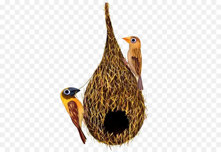 съедобные птичье гнездо，птица PNG