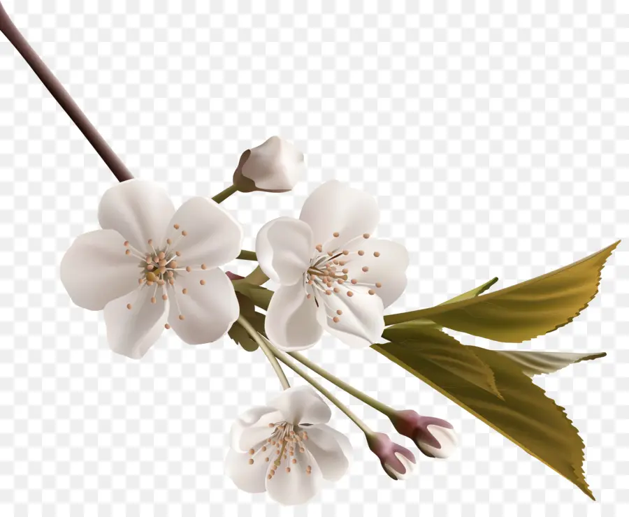 белый，цветок PNG