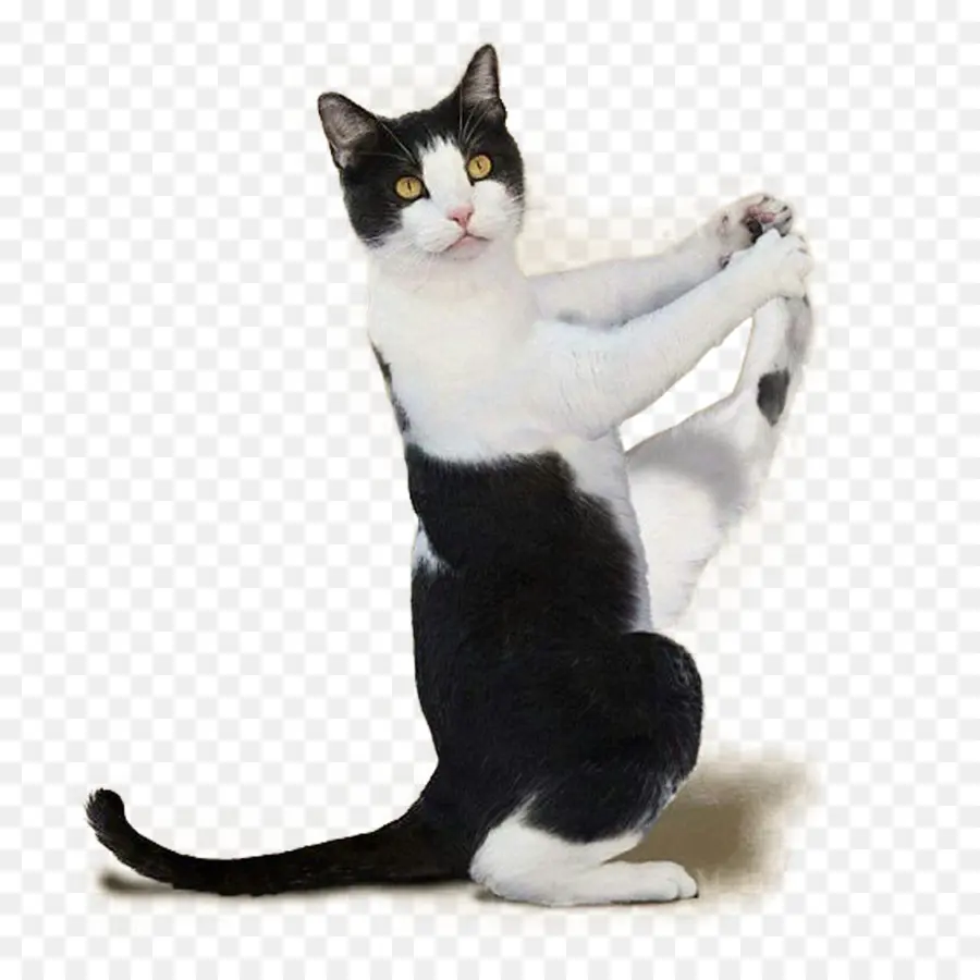 кошка，йога кошки лушший тренировки PNG
