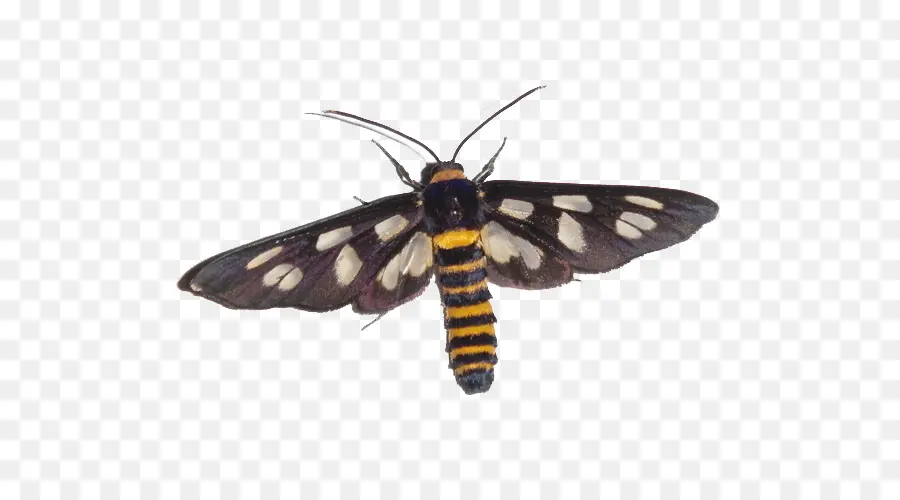 мотылек，бабочка PNG