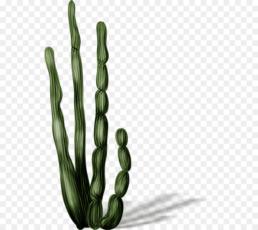 кактусовых，фотография PNG
