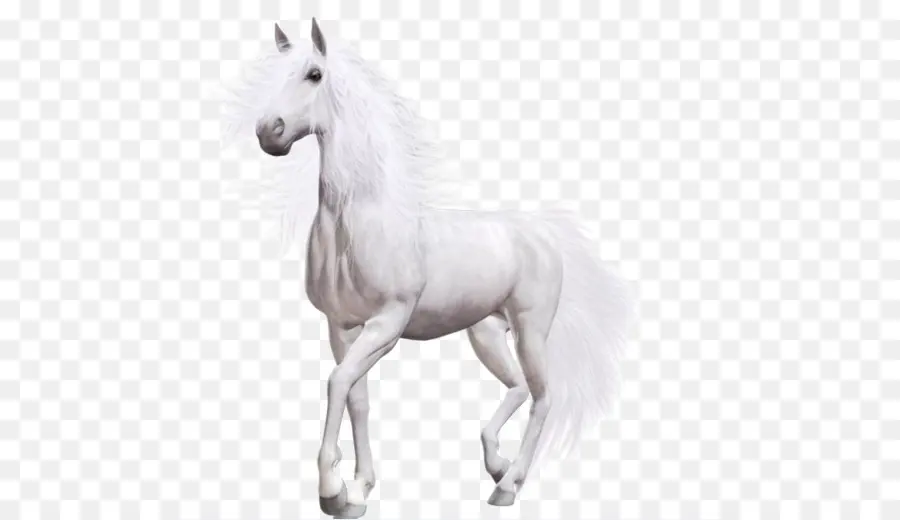 лошадь，дикая лошадь PNG