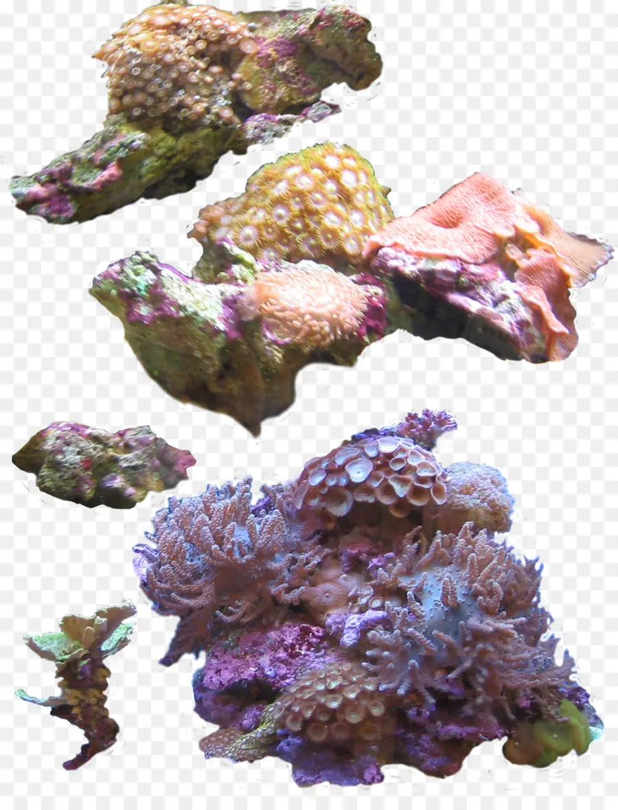 коралловый，морской анемон PNG