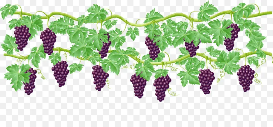 Grape，Common Grape Vine PNG