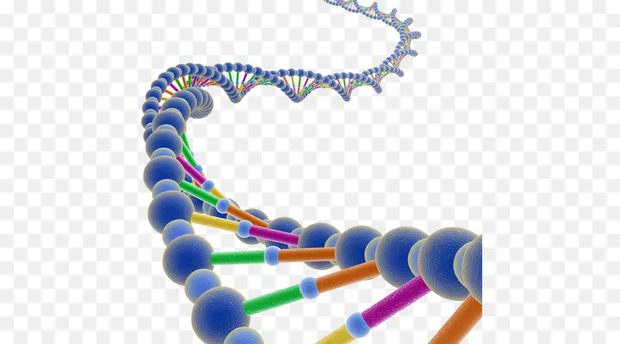 двойная спираль Личный счет открытия структуры ДНК，нуклеиновых кислот двойная спираль PNG
