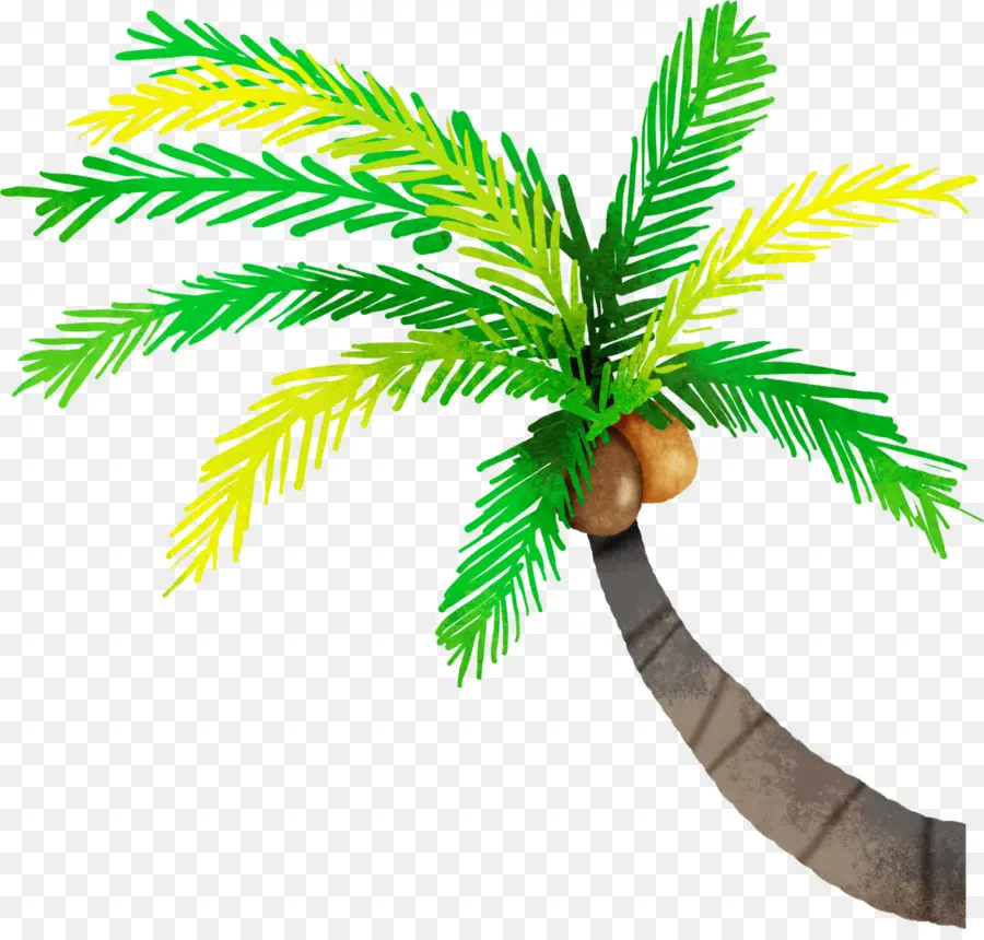 точки，кокосовое PNG