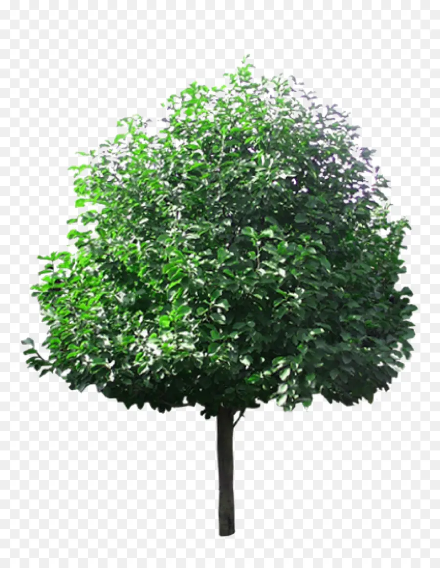 дерево，липы PNG