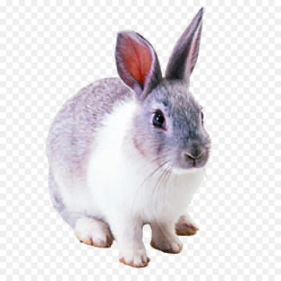 нидерландский карликовый кролик，заяц PNG