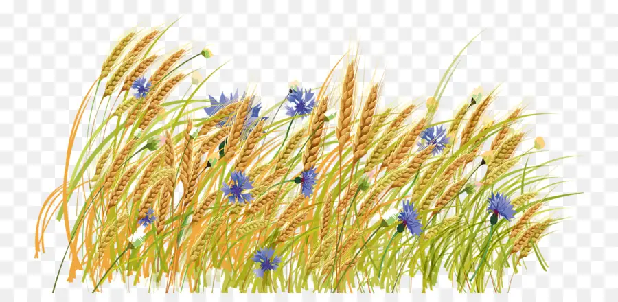 сена，пшеницы PNG