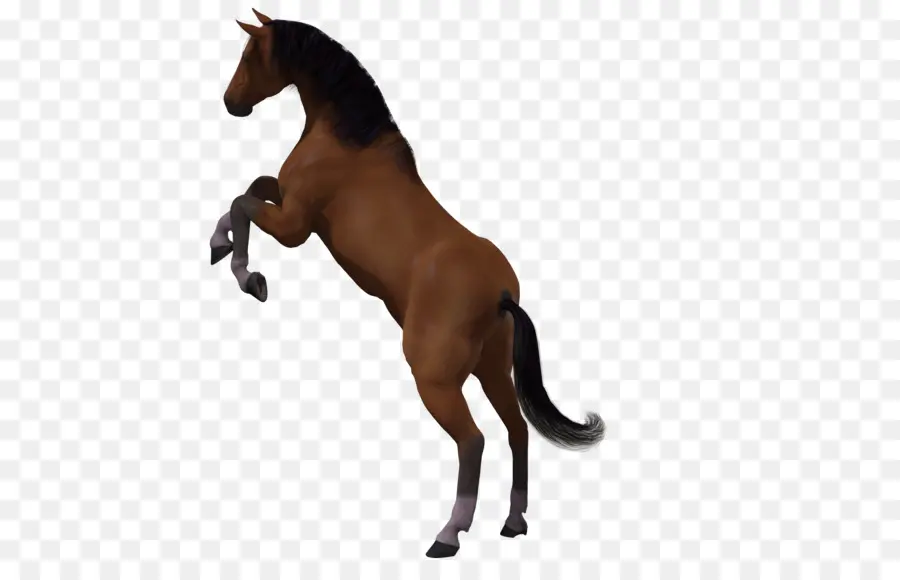 лошадь，3d компьютерной графики PNG
