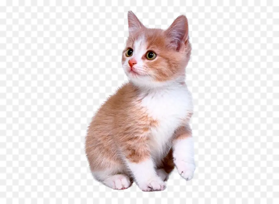 лабрадор ретривер，котенок PNG