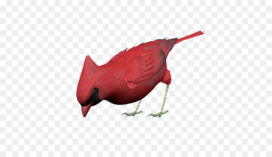 птица，красный PNG