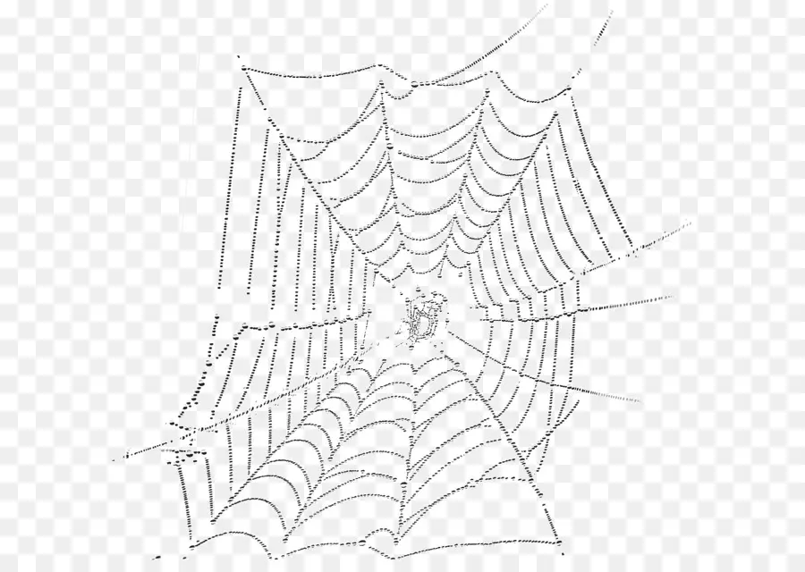 веб паук，паук PNG