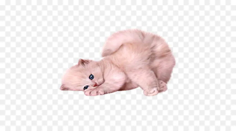 персидская кошка，сиамская кошка PNG
