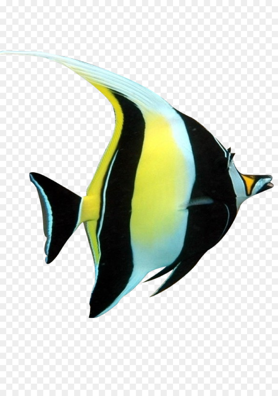 рыбы，муксун PNG