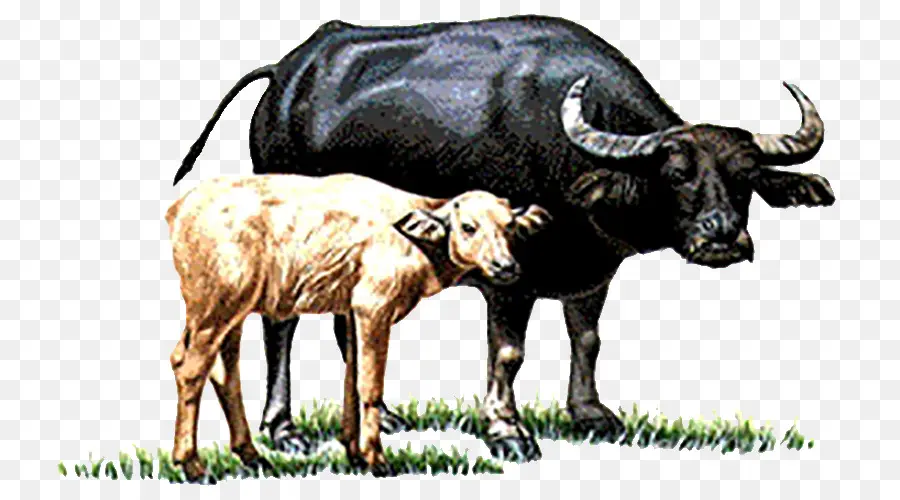водяного буйвола，крупный рогатый скот PNG