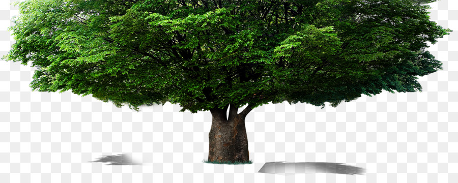 дерево，евклидов вектор PNG