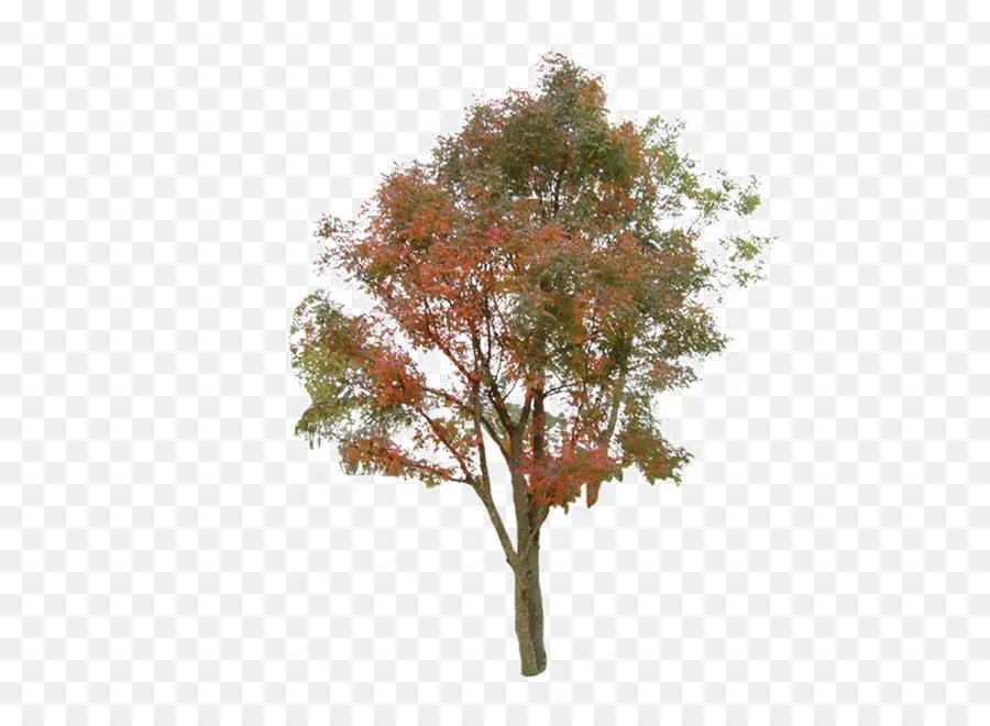 дерево，информация PNG