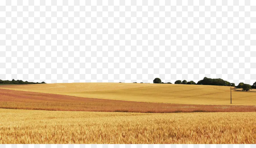 пшеницы，поле PNG
