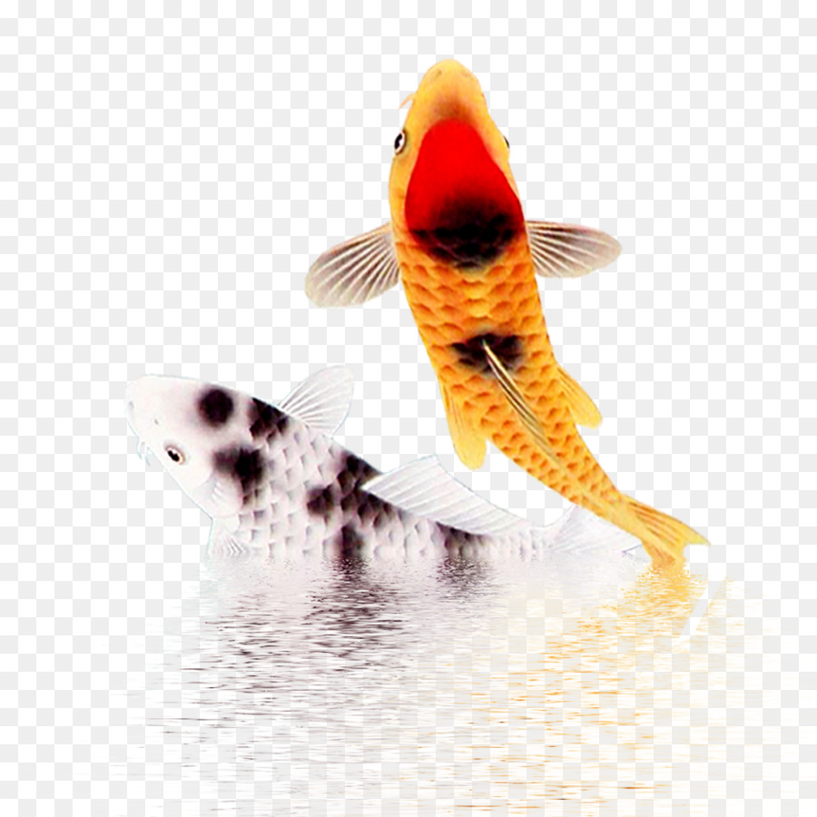 миксины，рыбы PNG