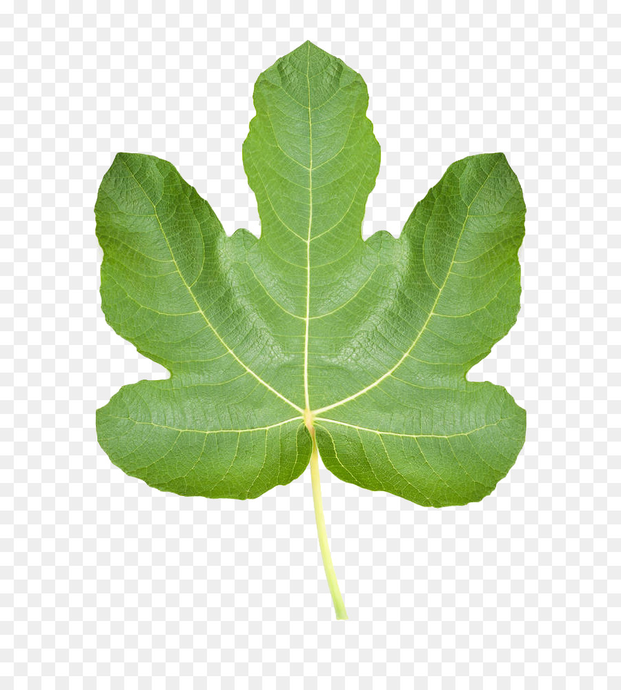 Фиговый листок