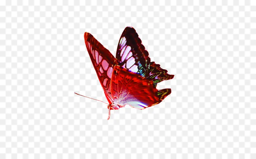 бабочка，гратис PNG