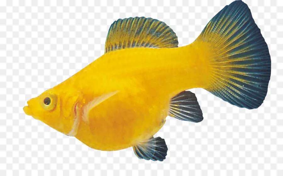 карась рыбки，рыбы PNG