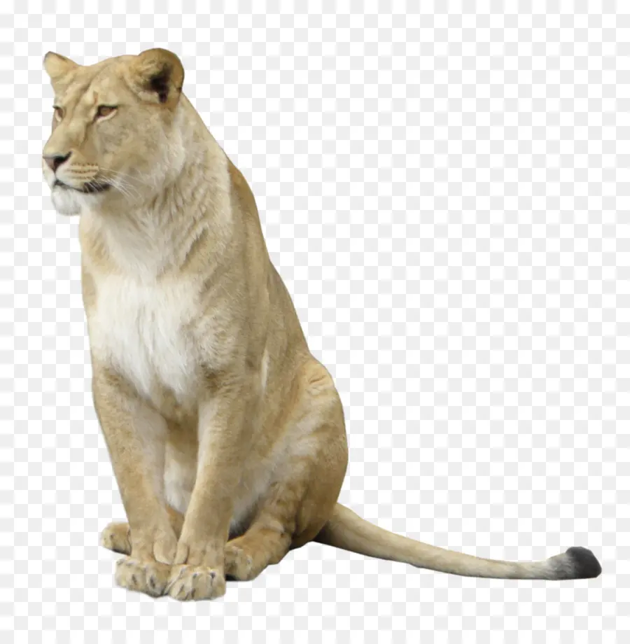 Восточно африканский Лев，инкапсулированный Postscript PNG