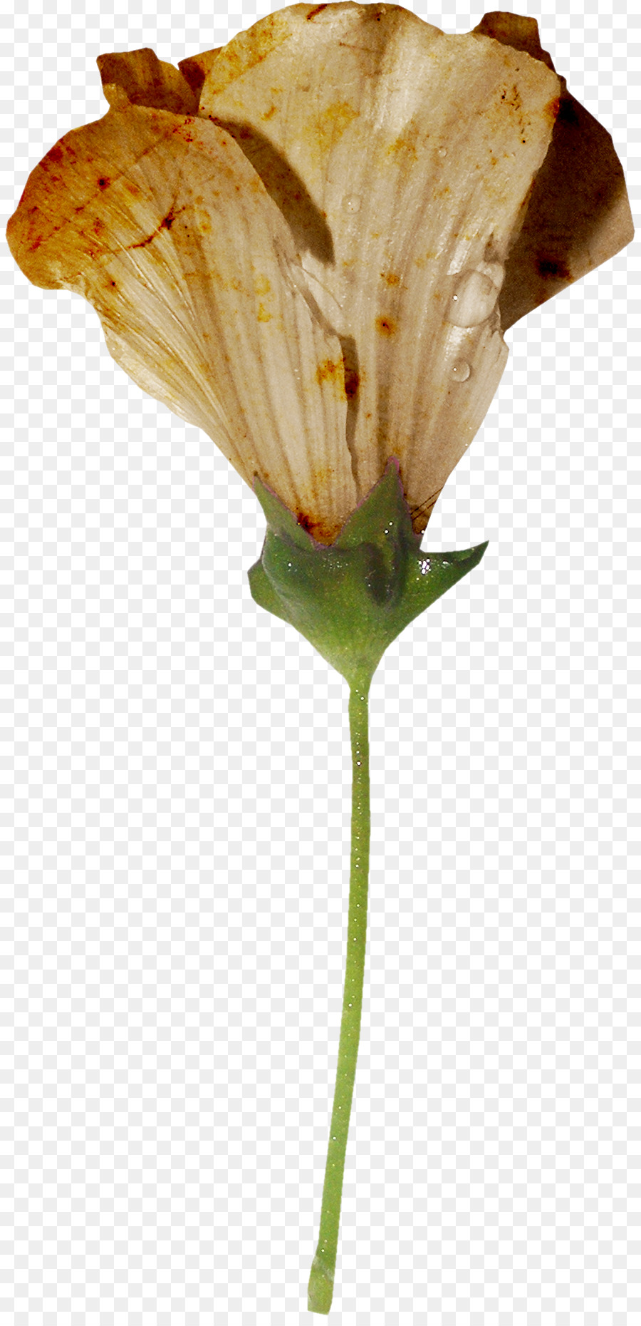 падение，цветок PNG