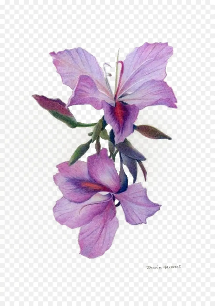 рисунок，орхидеи PNG