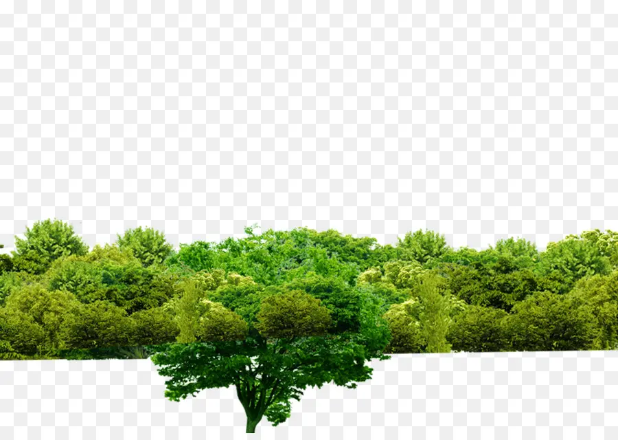 дерево，шулин район PNG