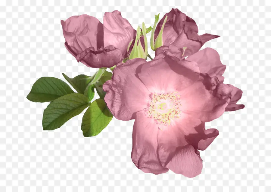 розы сентифолии，сад роз PNG