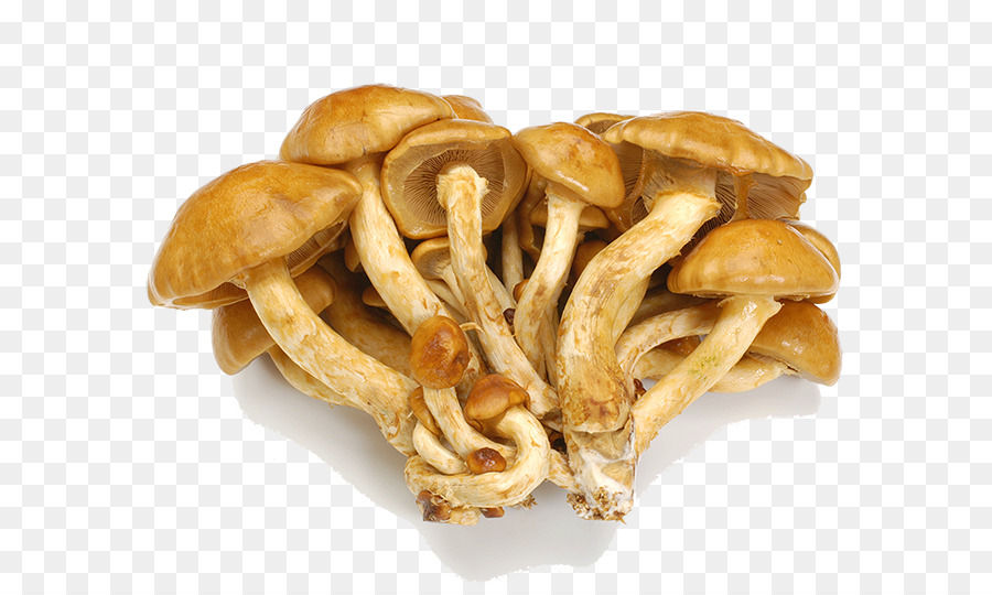 гриб，нездоровая пища PNG