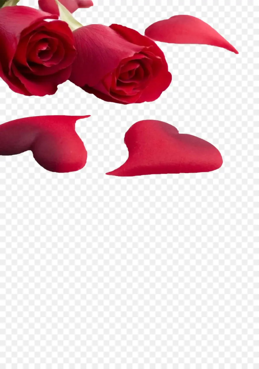 роза，любовь PNG