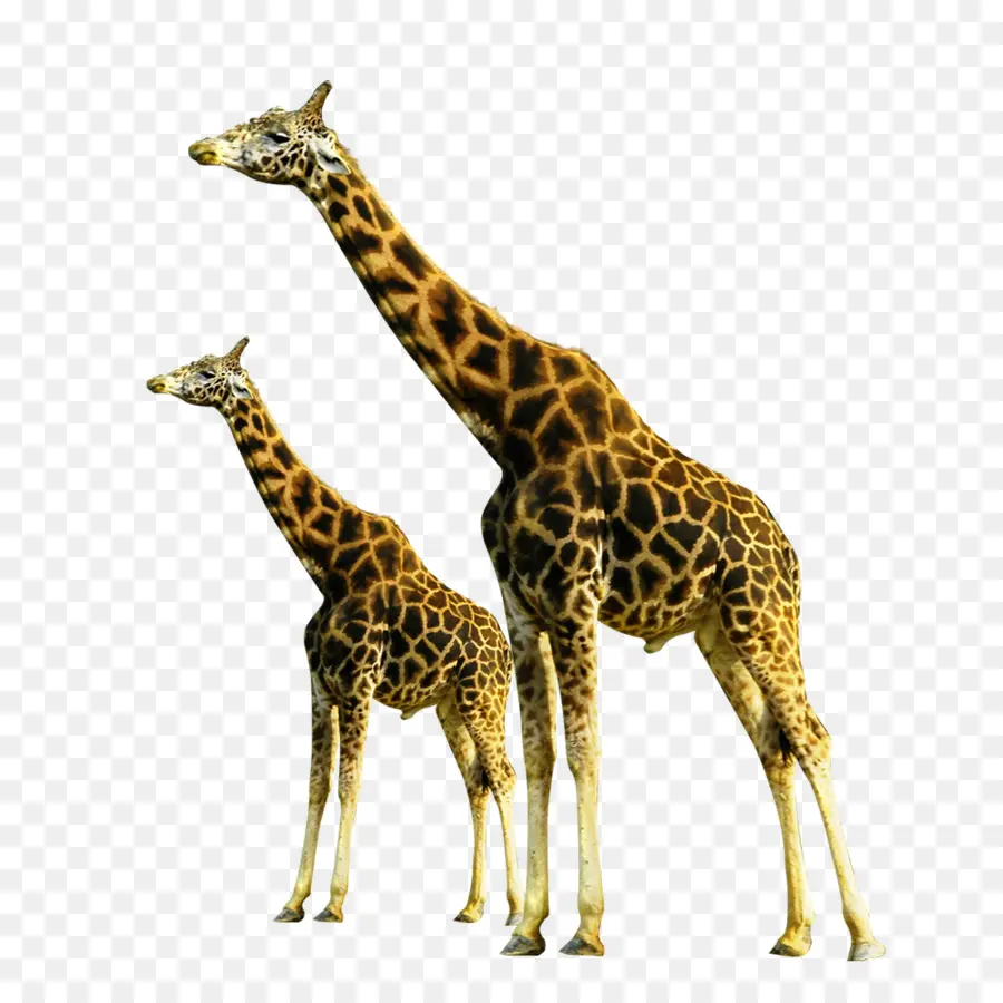 жираф，почвы PNG