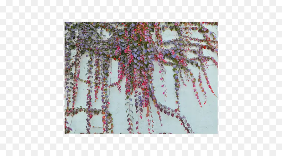 девичий виноград Tricuspidata，дерево PNG