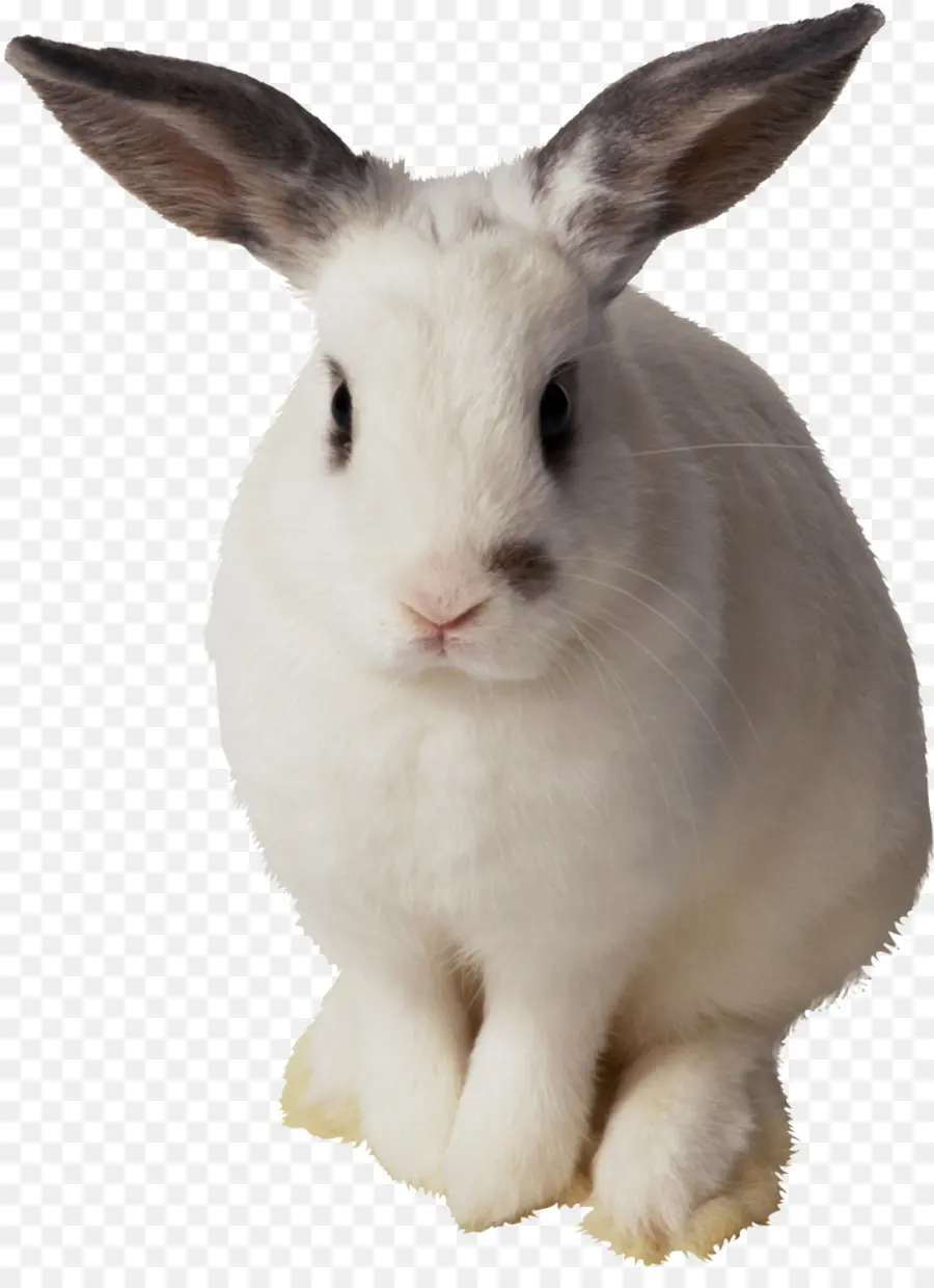 пасхальный кролик，заяц PNG