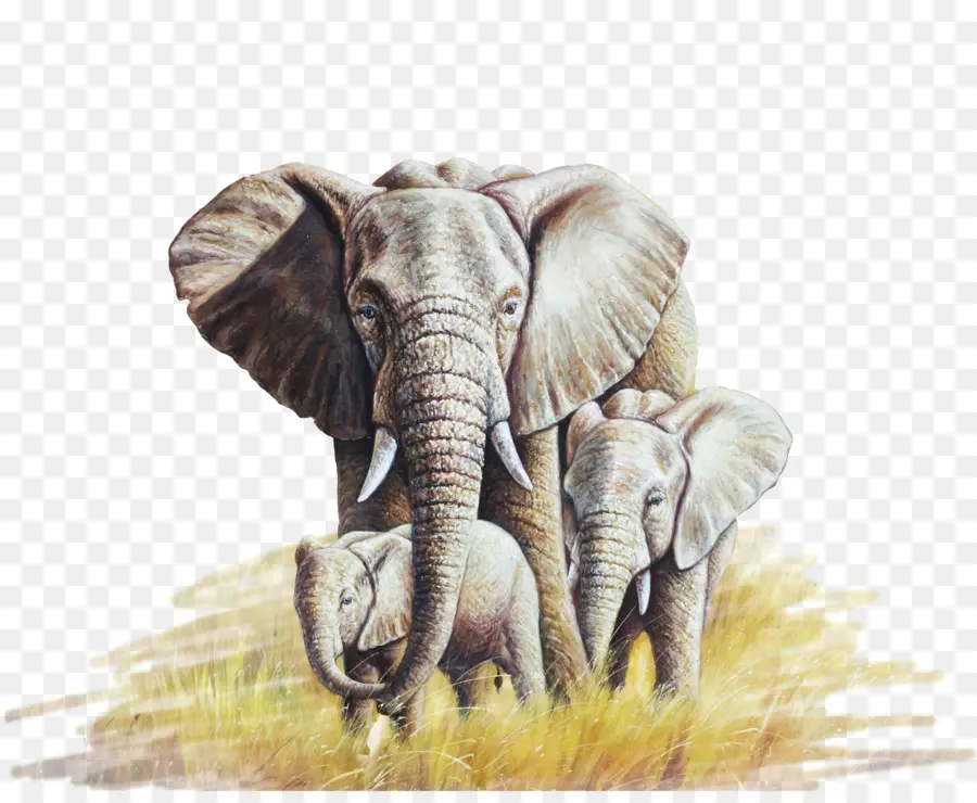 африканский слон，слон PNG