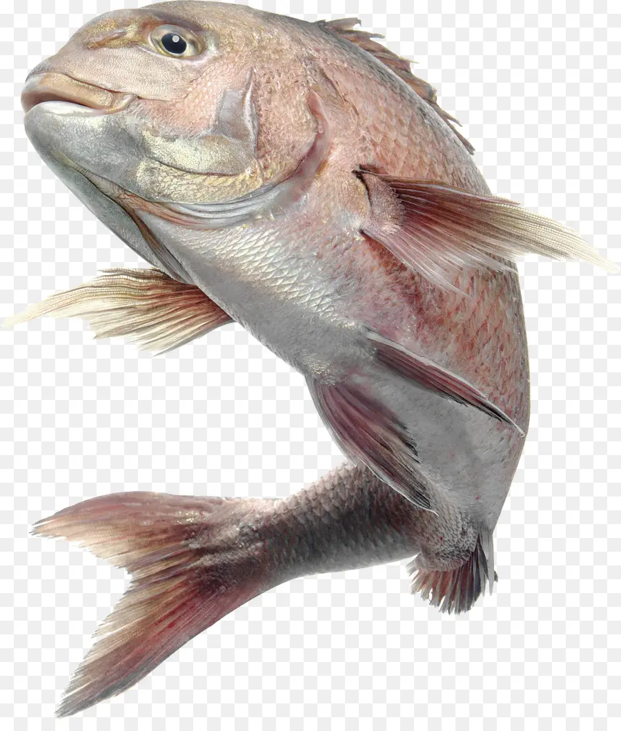 рыбы，морская рыба PNG